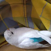مرغ عشق