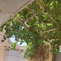 منزل-ویلایی-دربست-جمال-آباد