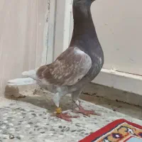 رنگ خاص