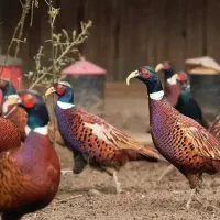 تورنگ ۴ ماهه آمریکایی و پاکستانی