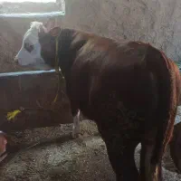 گوساله سیمینتال نر