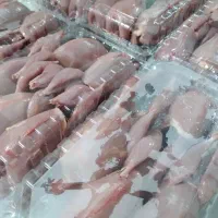 گوشت بلدرچین تازه