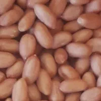بذر بادام زمینی