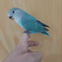 جوجه کوتوله شاه تخم دستی و سه تا جوجه مینا