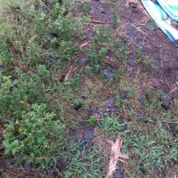 استخدام کارگر برای استخر ماهی و سرایداری