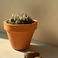 کاکتوس های کلکسیونی و خاص