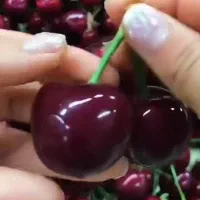 گیلاس اصل مشهد. نهال درخت