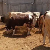 فروش گوساله