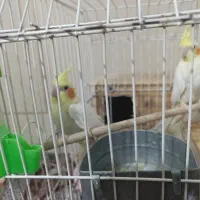 فروش جفت لوتینو بالغ کار داده