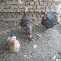 تخم بوقلمون