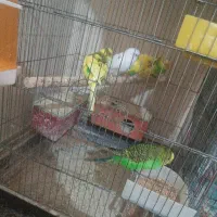 مرغ عشق هلندی