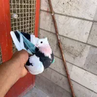 کفتر کپکی گرفتنی