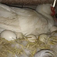جوجه اردک اسرائیلی