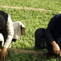 سرکارگر کشاورزی