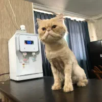 گربه پرشین فوری