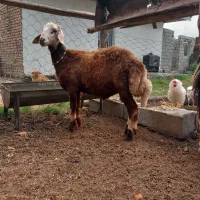 بره نروماده پلنگی وقزل افشار داشتی