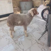 بره نر