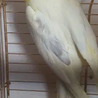 جفت عروس هلندی