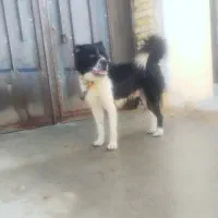 توله نر نگهبان