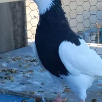 طوق سیاه