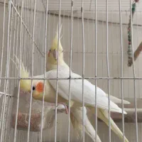 جفت مولد لوتینو معاوضه با جفت گرینچیک