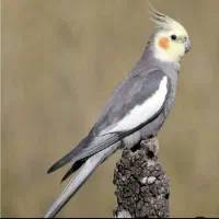 گمشده عروس هلندی