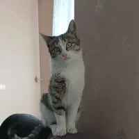 واگذاری گربه ۴ ماهه