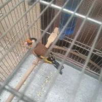 سهره نر جوجه قفس