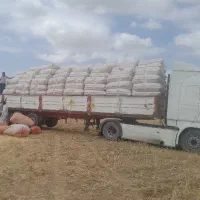 فروش کاه دیمه