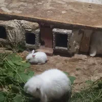 خرگوش لوپ چشم آبی
