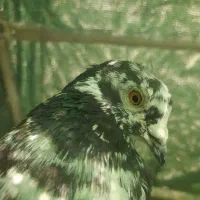 کبوتر