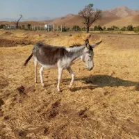 خر ماده گله. آبستن