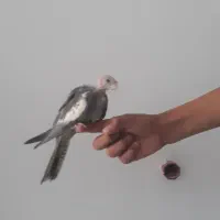 عروس هلندی