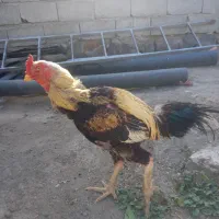 خروس لاری