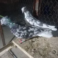 کبوتر دمسفید