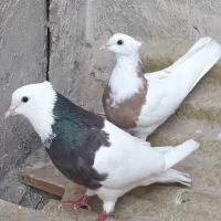 یک جفت کفتر طوقی