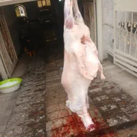 چراگاه مغان افشار شال