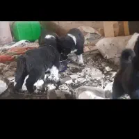 توله سگ قهدریجانی فی ۳۰