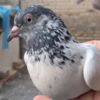 کفتر تیدی