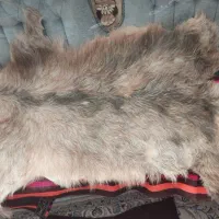 پوست طبیعی  بز  ،دباغی شده سالم