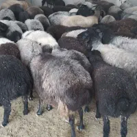 گوسفند