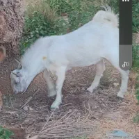 چپش