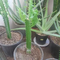 گل طبیعی افوربیا و آلوئه ورا و کاکتوس