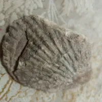 فسیل