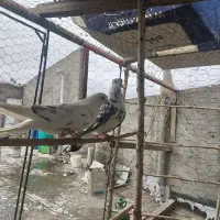 فروشی قیمت مناسب|پرنده|صائین قلعه, |دیوار