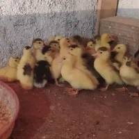 جوجه اردک خارجی