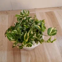 (گل)|گل و گیاه طبیعی|بانه, |دیوار