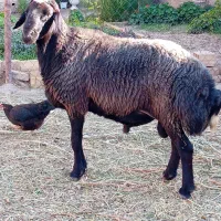 قوچ مهربان افشار