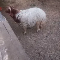 گوسفند نر شهرستان هویزه