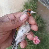 سهره کرمونی وسهره دورگ متولد قفس